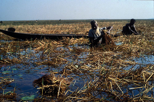 Bangladeshi Farmers Trying to Salvage Crops from Flooded Farm Land (Photo Credit: The Kitchn.com)