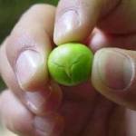 maya nut