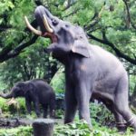 Tortured, Killed and Chained: International Trade & Tourism May Cause Extinction of Elephants Within Years