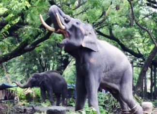 Tortured, Killed and Chained: International Trade & Tourism May Cause Extinction of Elephants Within Years
