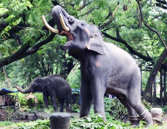 elephant-in-shackles