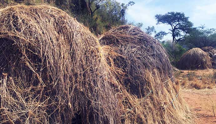 hadza-people-houses