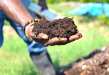 Productivity from waste: SOIL’s integrated approach to innovation at the food-health nexus