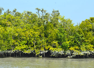 Project oxygen: Bangladeshi youths planting 49,000 trees to save the Sundarbans