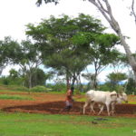 Cinderella at the ball: Mainstreaming agroforestry for a resilient post-COVID India