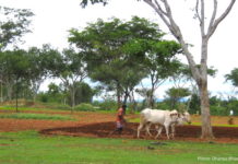 Cinderella at the ball: Mainstreaming agroforestry for a resilient post-COVID India